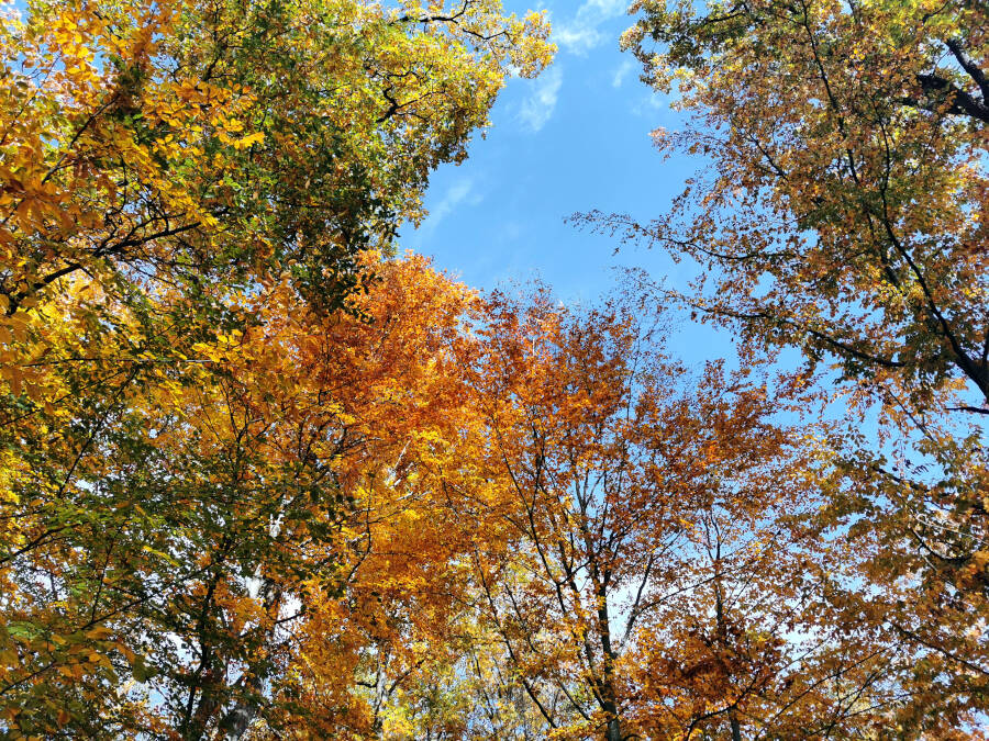 Wald bei Leonberg