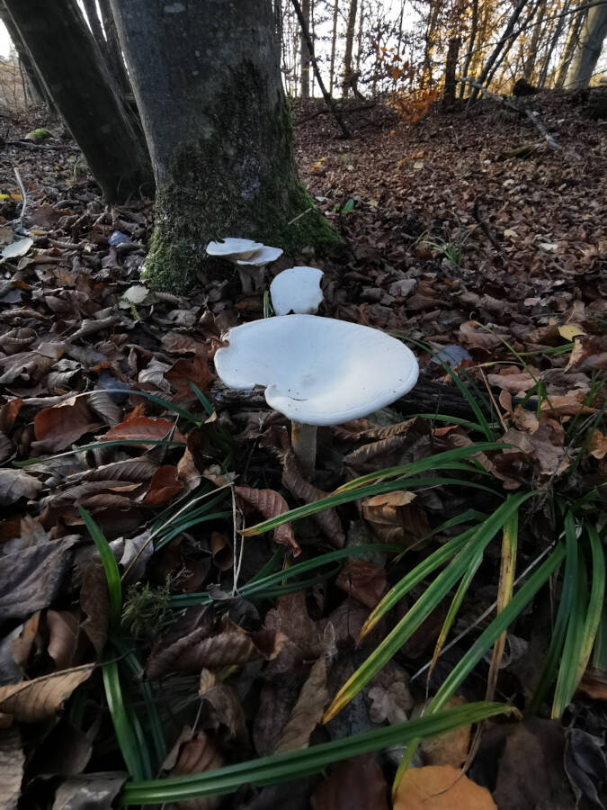 Wald in Leonberg