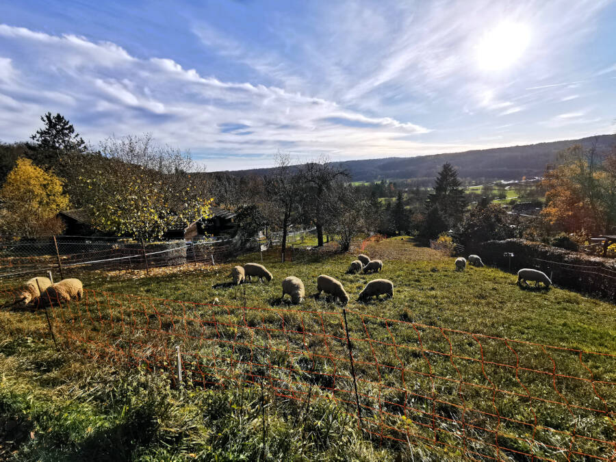 Weinberge, Leonberg