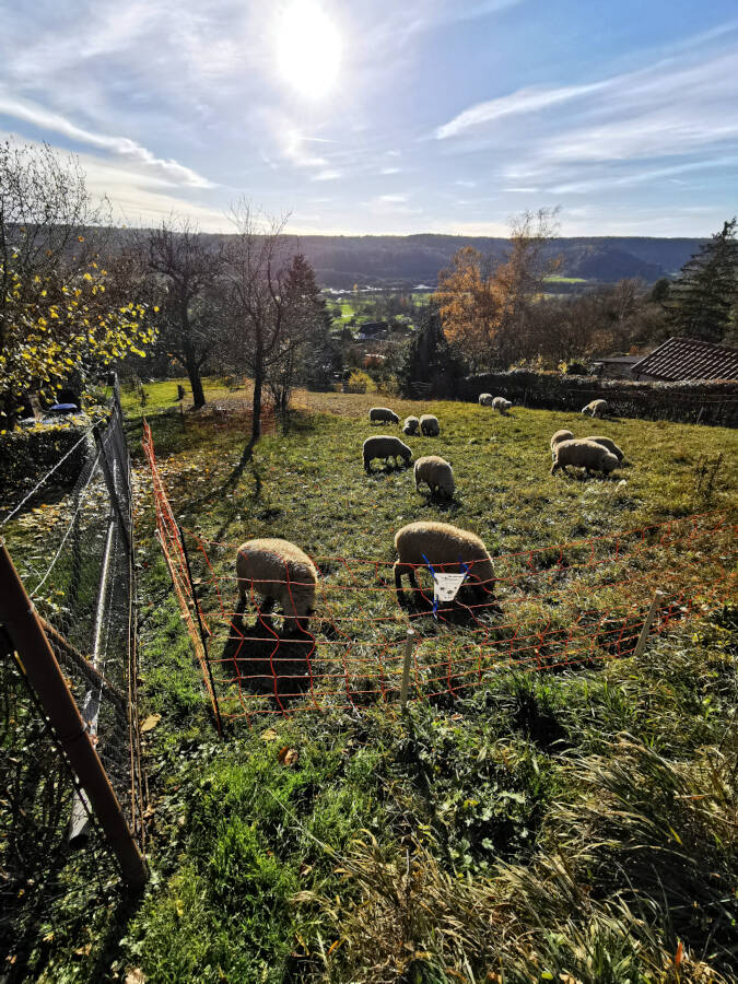Weinberge, Leonberg