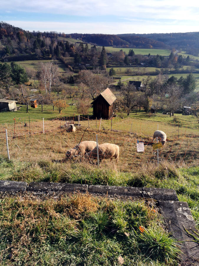 Weinberge, Leonberg