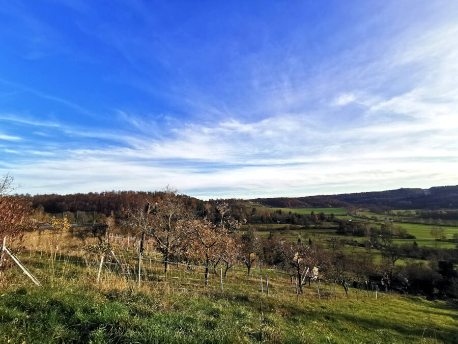 Weinberge, Leonberg