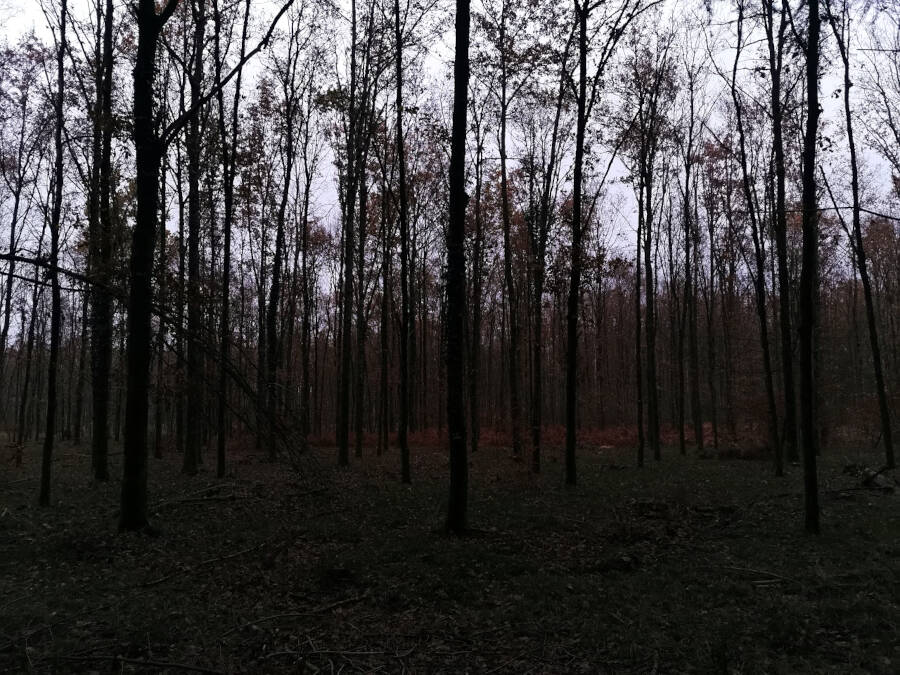 Niederrœdern