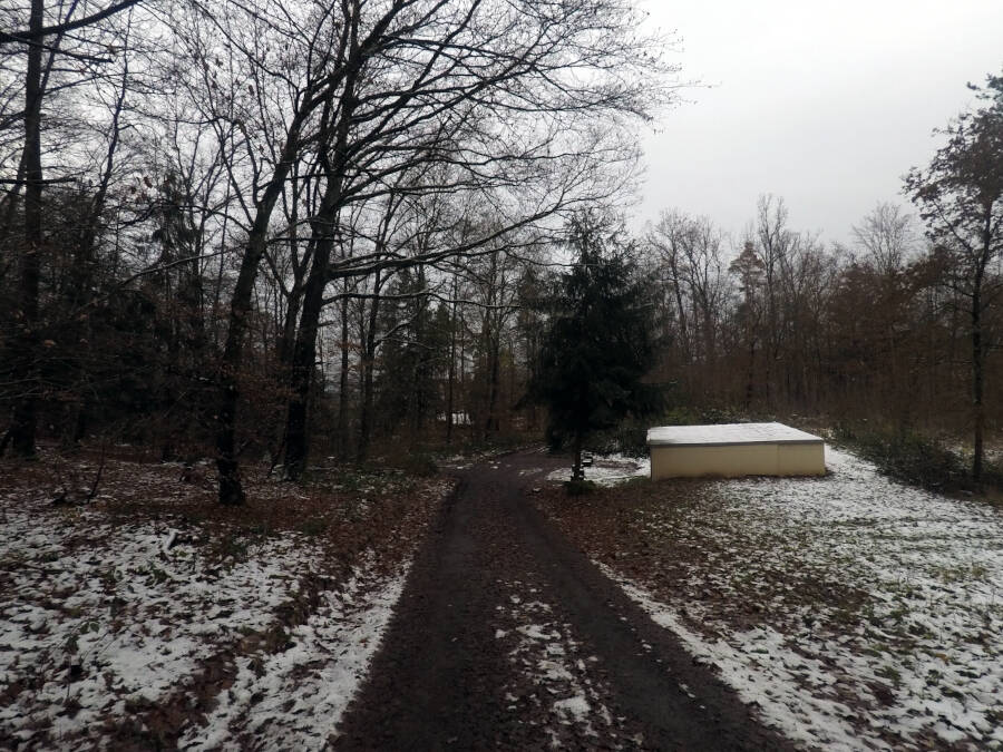 Wald in Leonberg