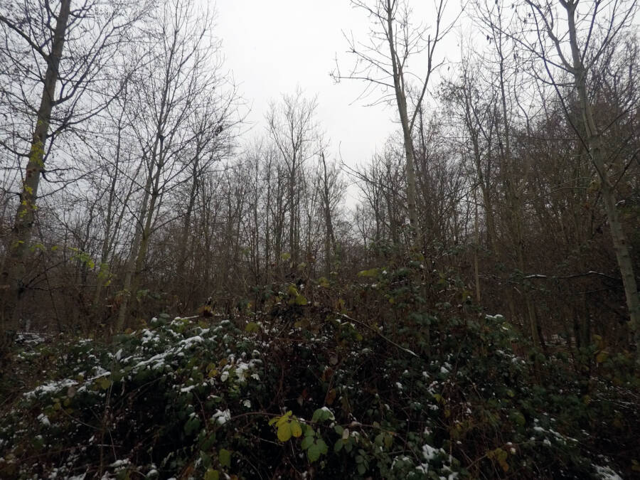 Wald in Leonberg
