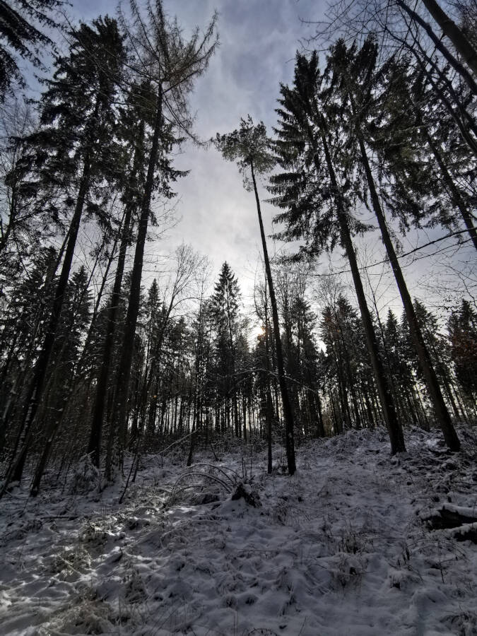 Tauwetter im Wald