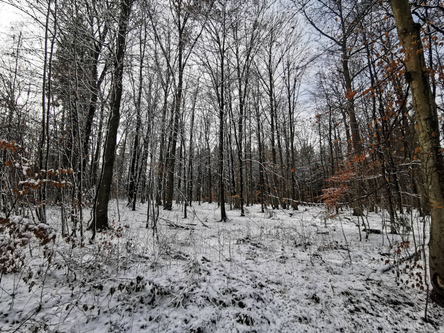 Tauwetter im Wald