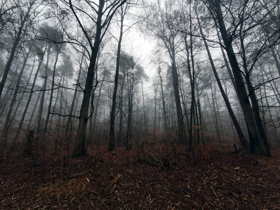 Wald in Leonberg