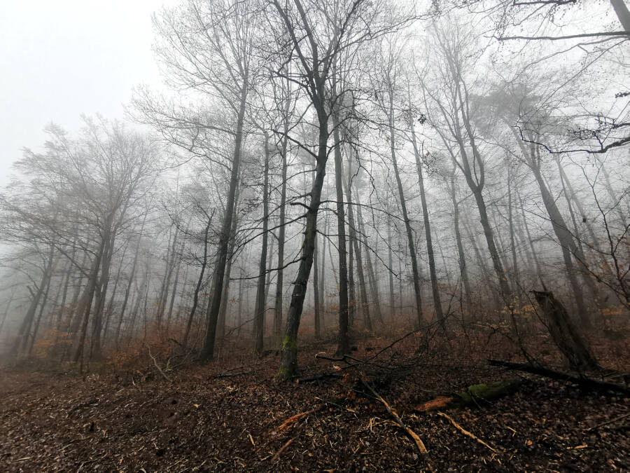 Wald in Leonberg