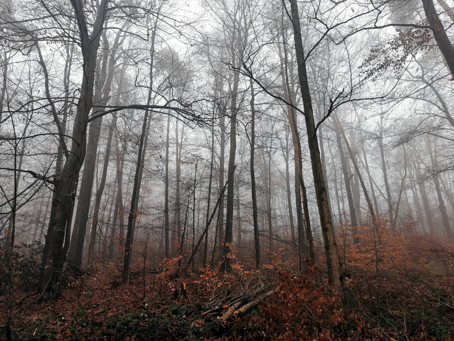 Wald in Leonberg