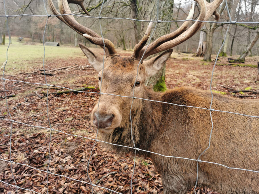 Wildpark Stuttgart