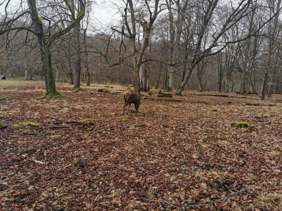 Wildpark Stuttgart