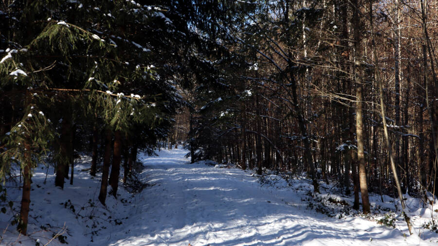 Winterwald