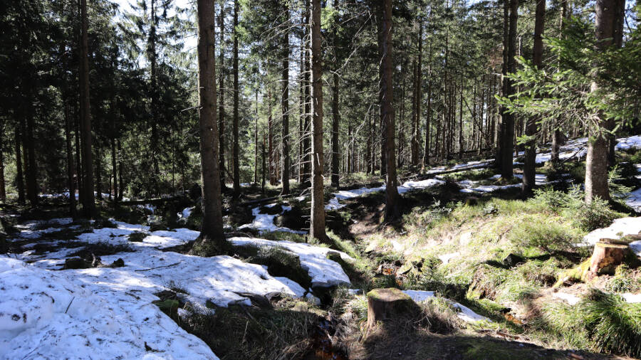 Ruhestein im Schwarzwald
