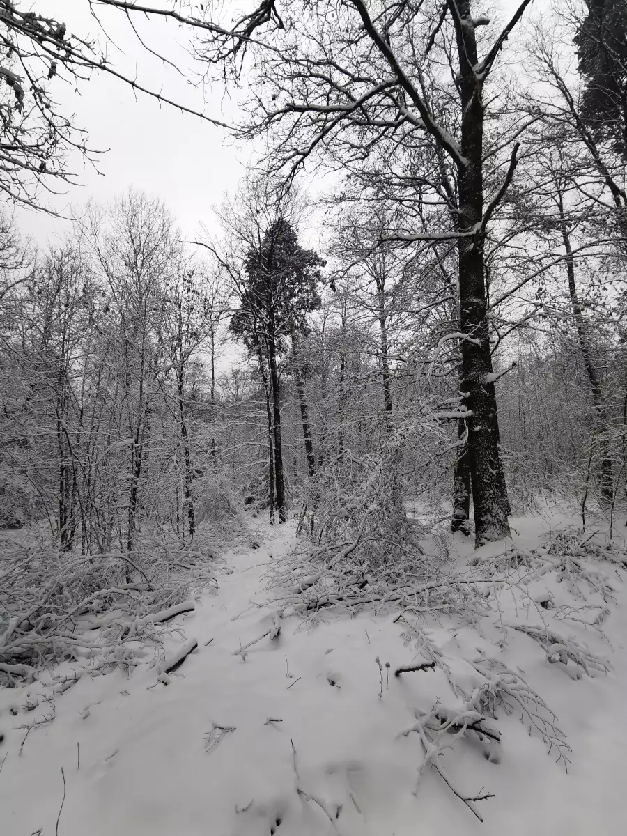 Wald, Stuttgart