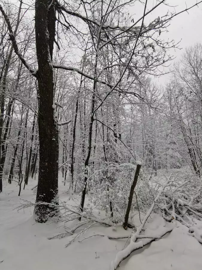 Wald, Stuttgart