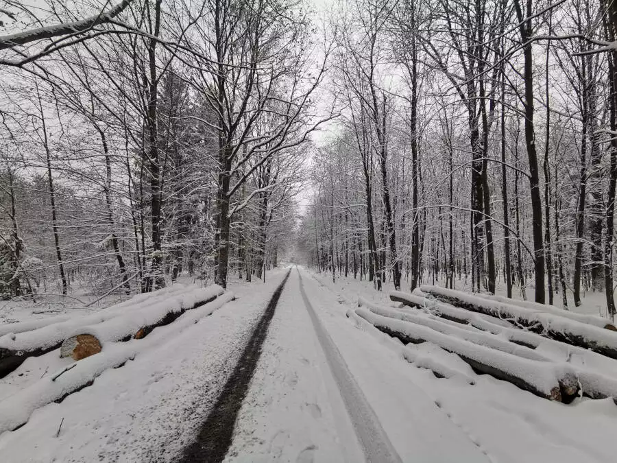 Wald, Stuttgart