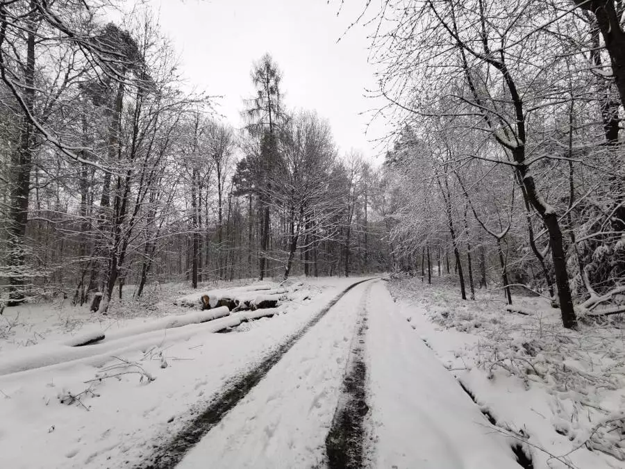 Wald, Stuttgart
