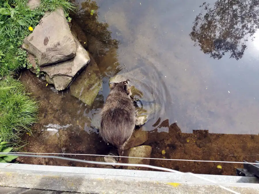 Wildpark Pforzheim