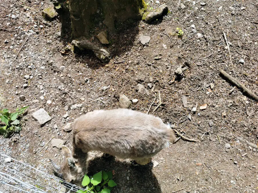 Wildpark Pforzheim