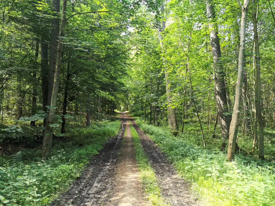 Waldspaziergang