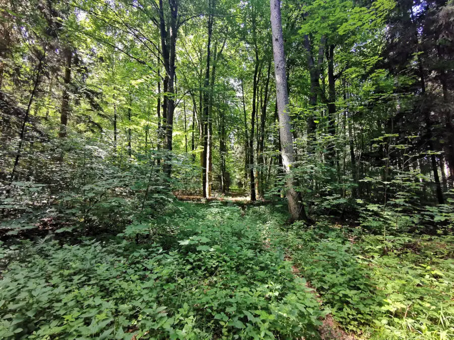 Waldspaziergang