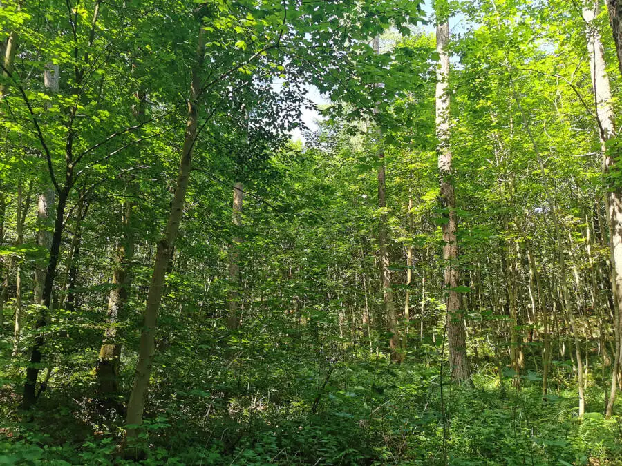 Waldspaziergang