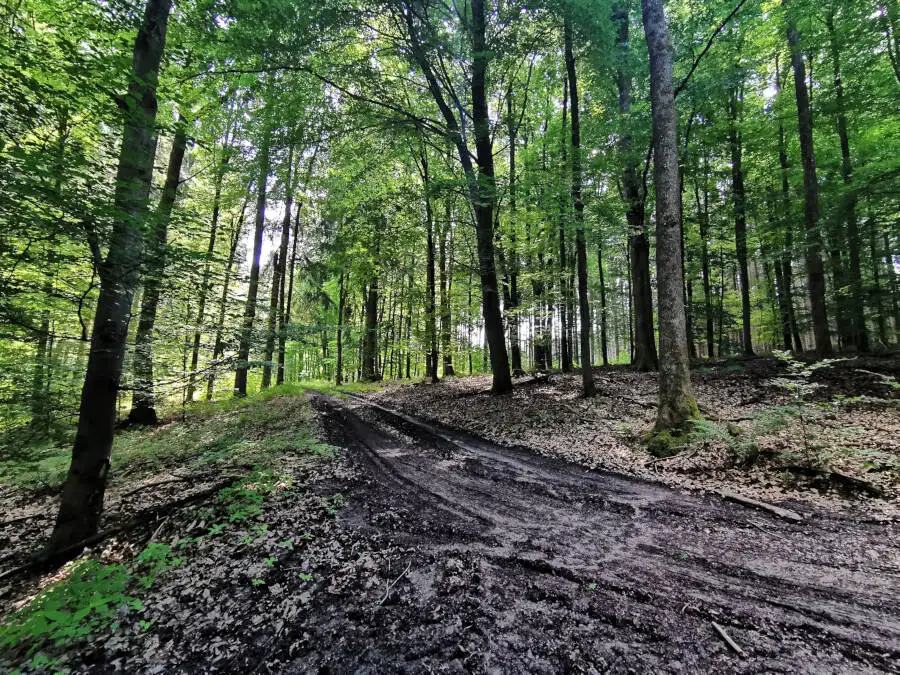 Waldspaziergang