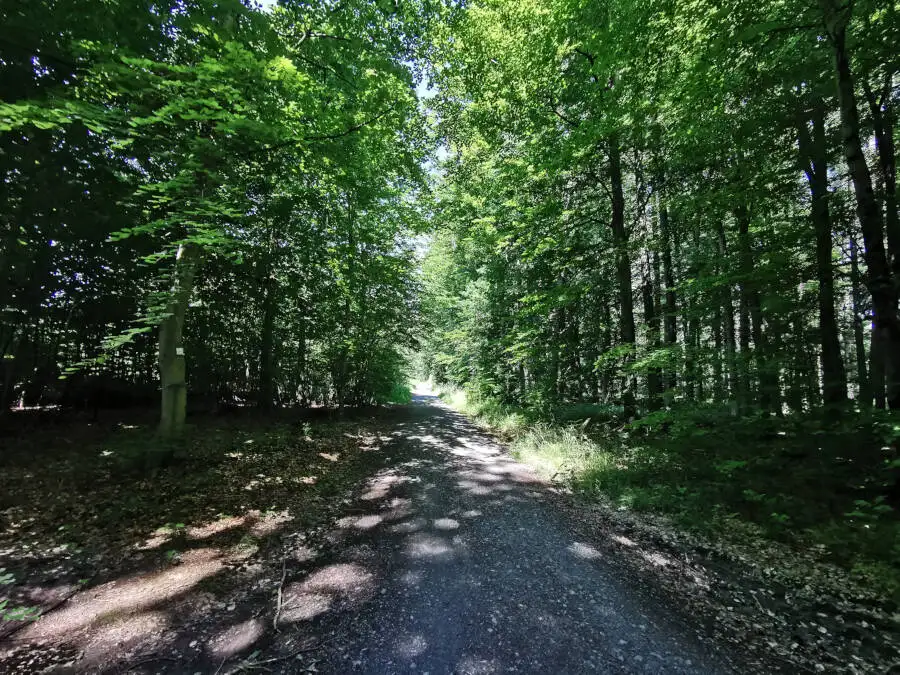 Waldspaziergang