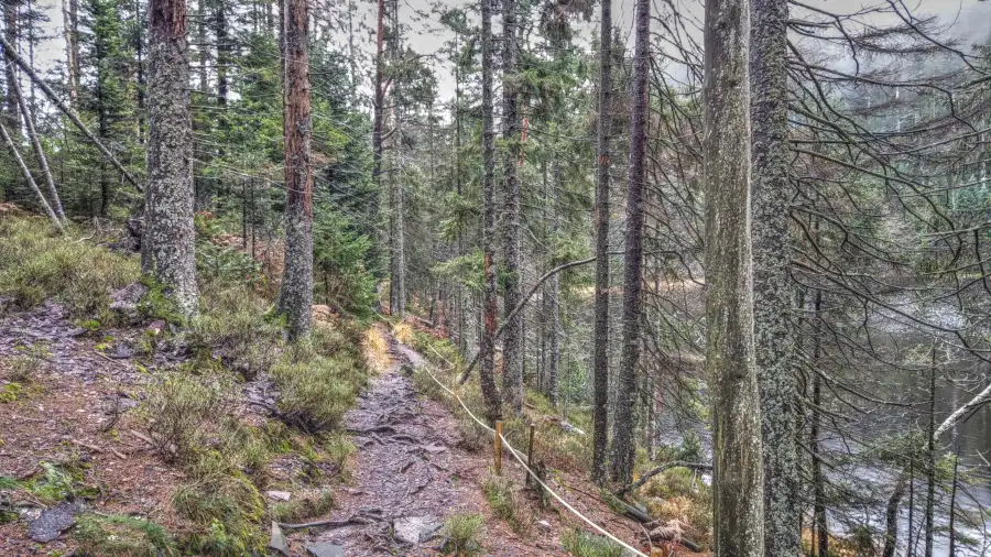 Ruhestein, Schwarzwald