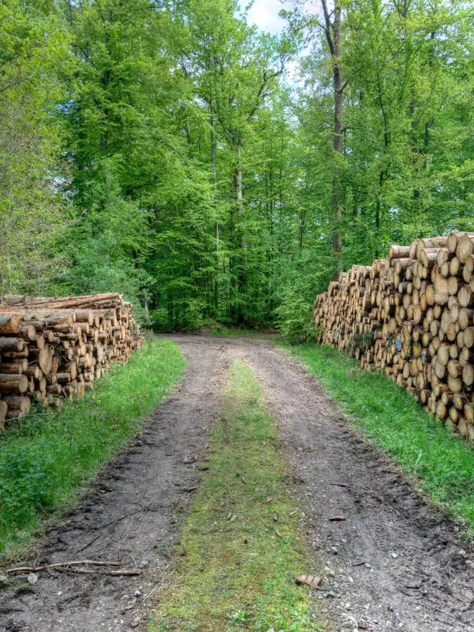 Ein Waldweg