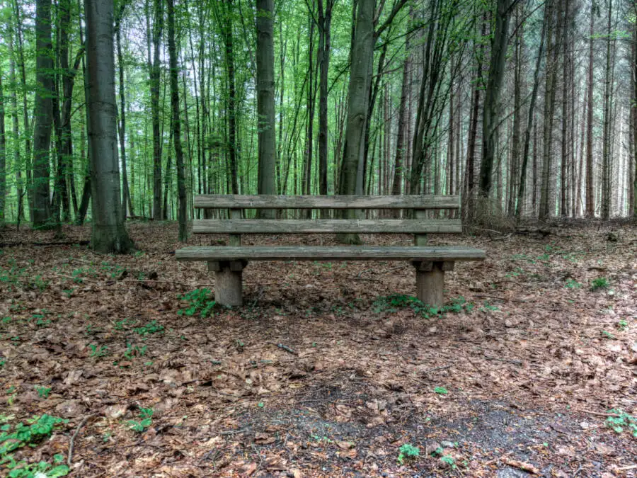 Ein Waldweg