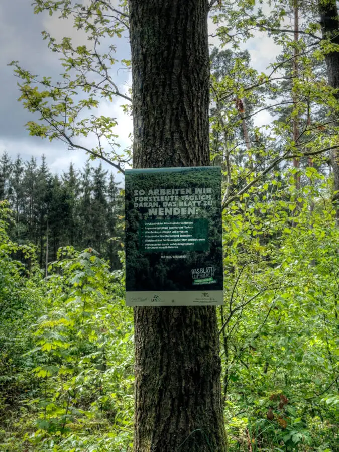 Ein Waldweg