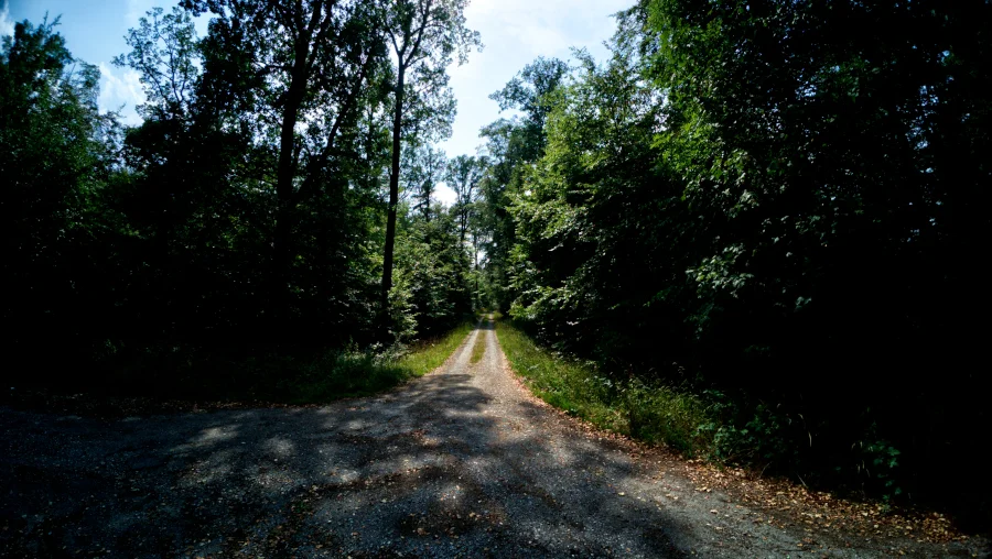 Wald, Gerlingen