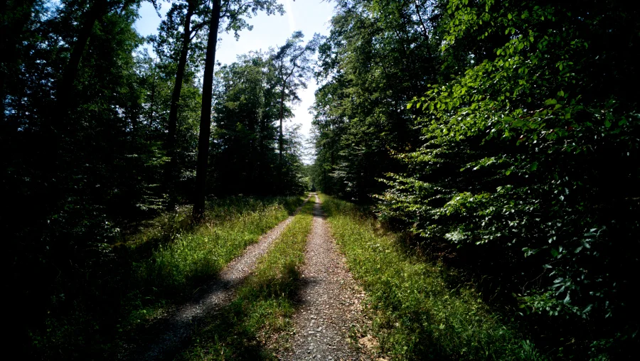 Wald, Gerlingen