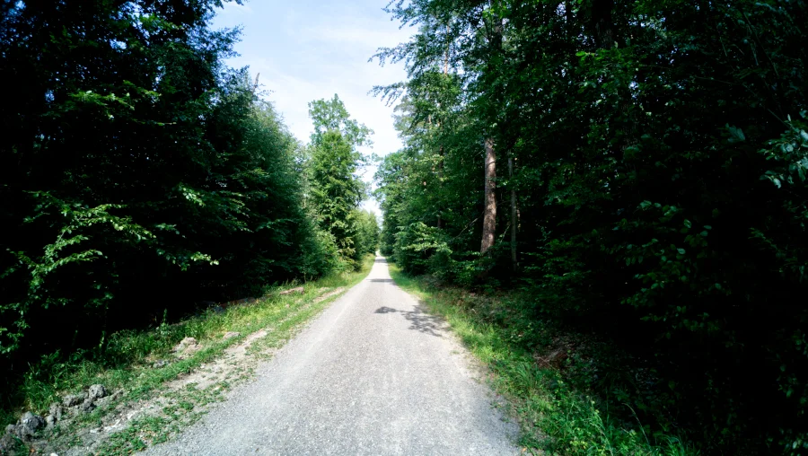 Wald, Gerlingen