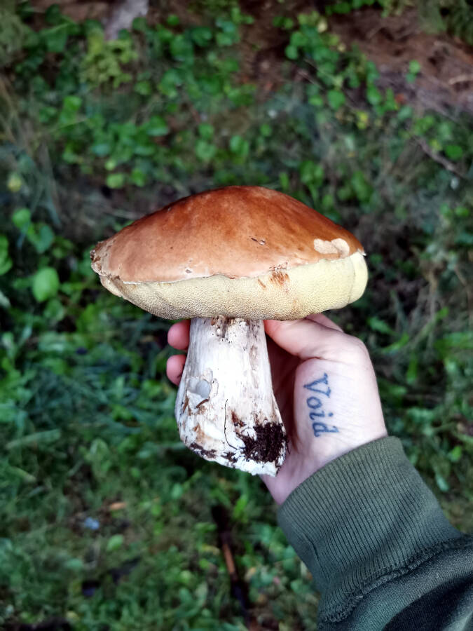 Ein Pilz im Schwarzwald