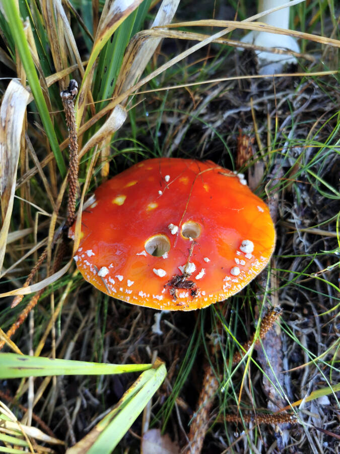 Ein Pilz im Schwarzwald