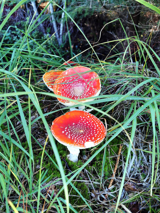 Ein Pilz im Schwarzwald