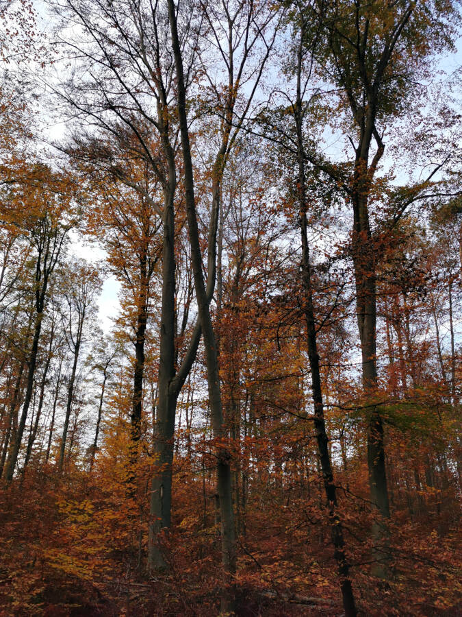 Forchenwald bei Leonberg