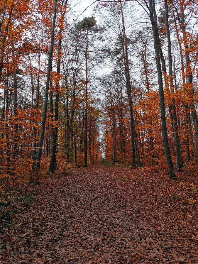 Forchenwald bei Leonberg