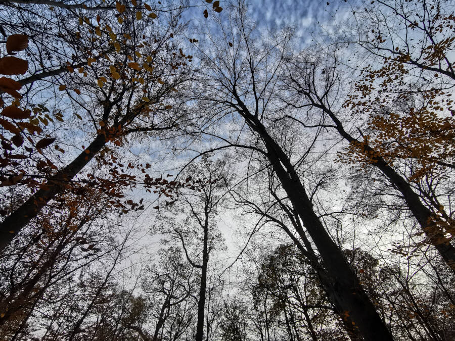 Forchenwald bei Leonberg