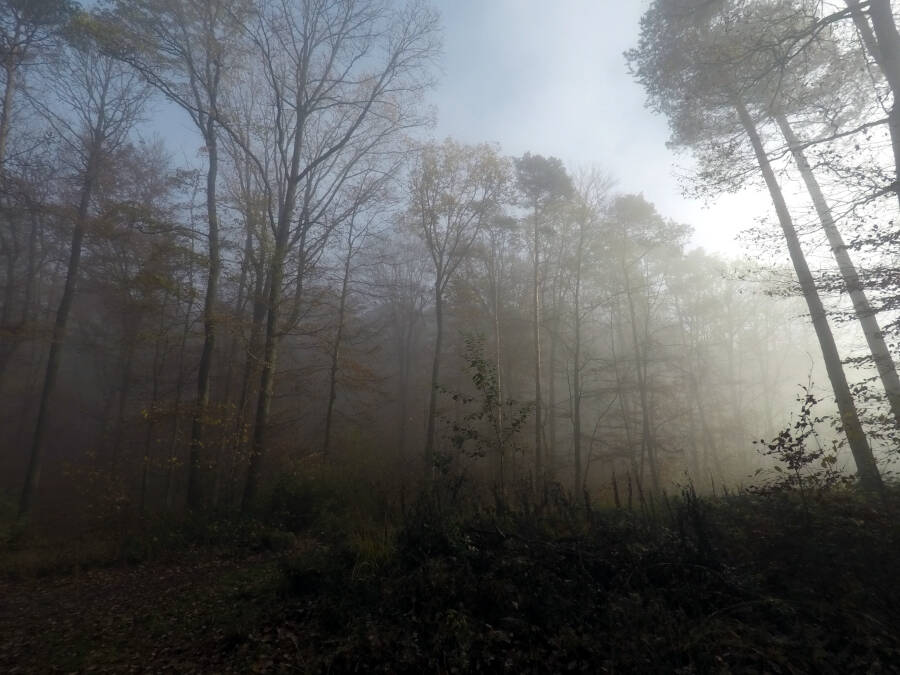 Waldspaziergang in Leonberg