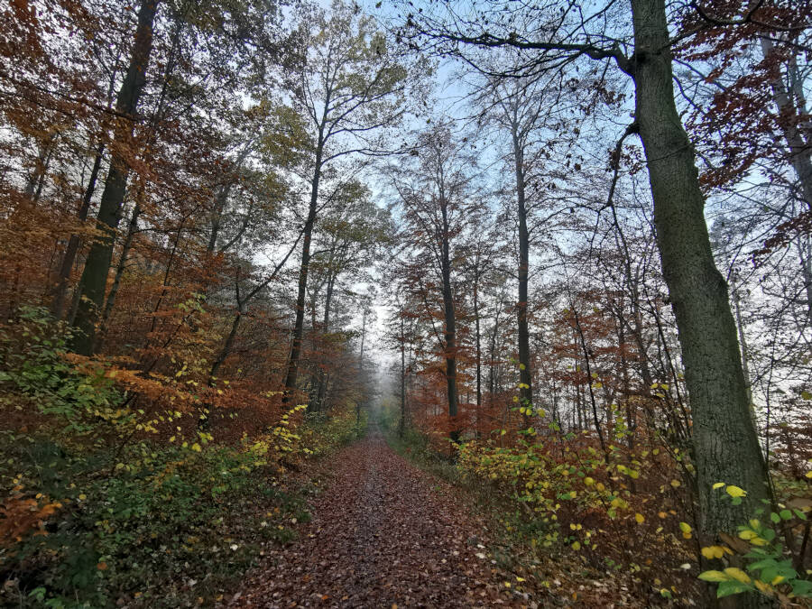 Waldspaziergang in Leonberg