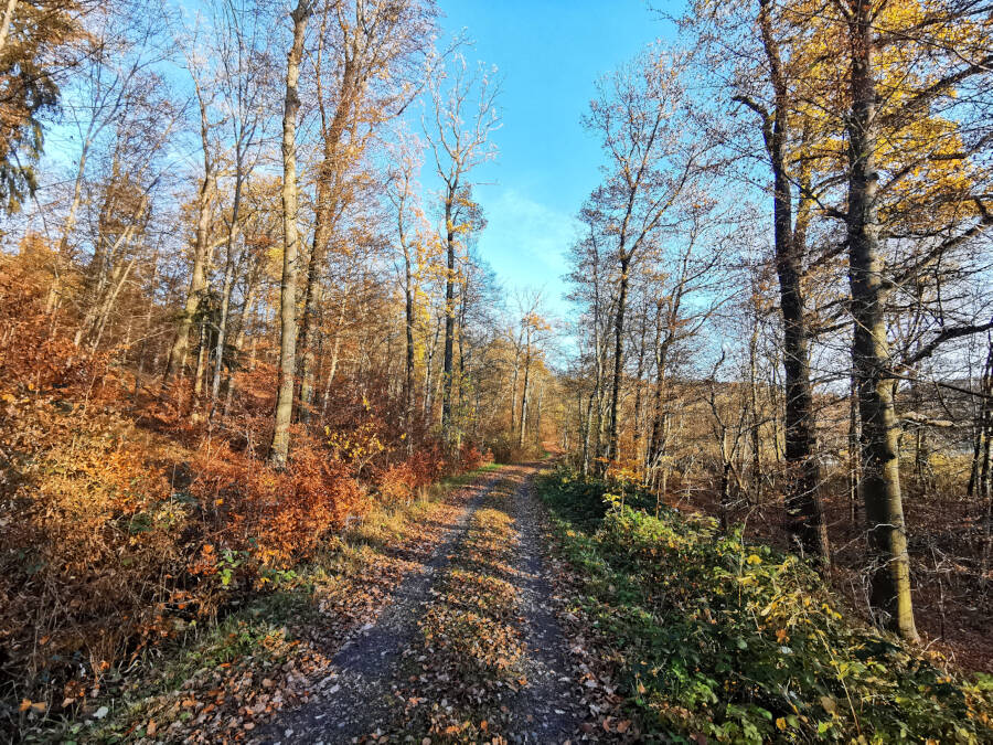 Wald in Leonberg
