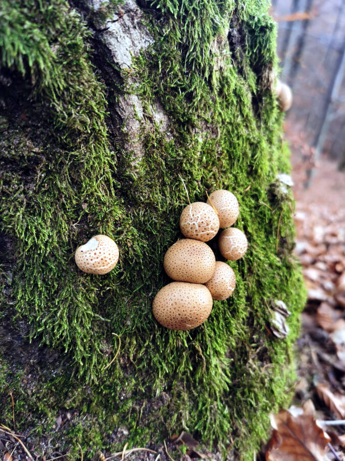 Krummbachtal, Gerlingen