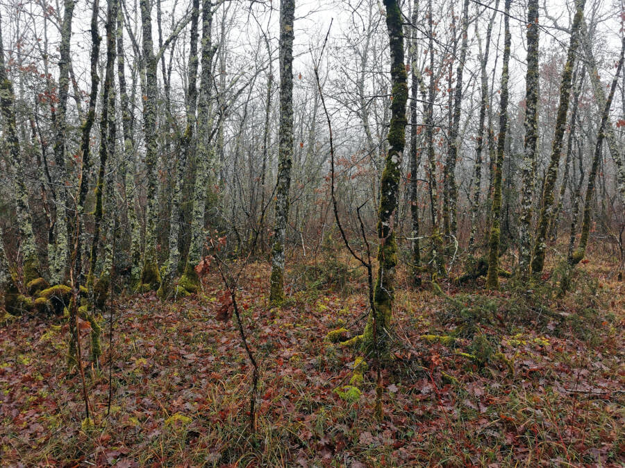 Neujahrsspaziergang in Thenon, Frankreich