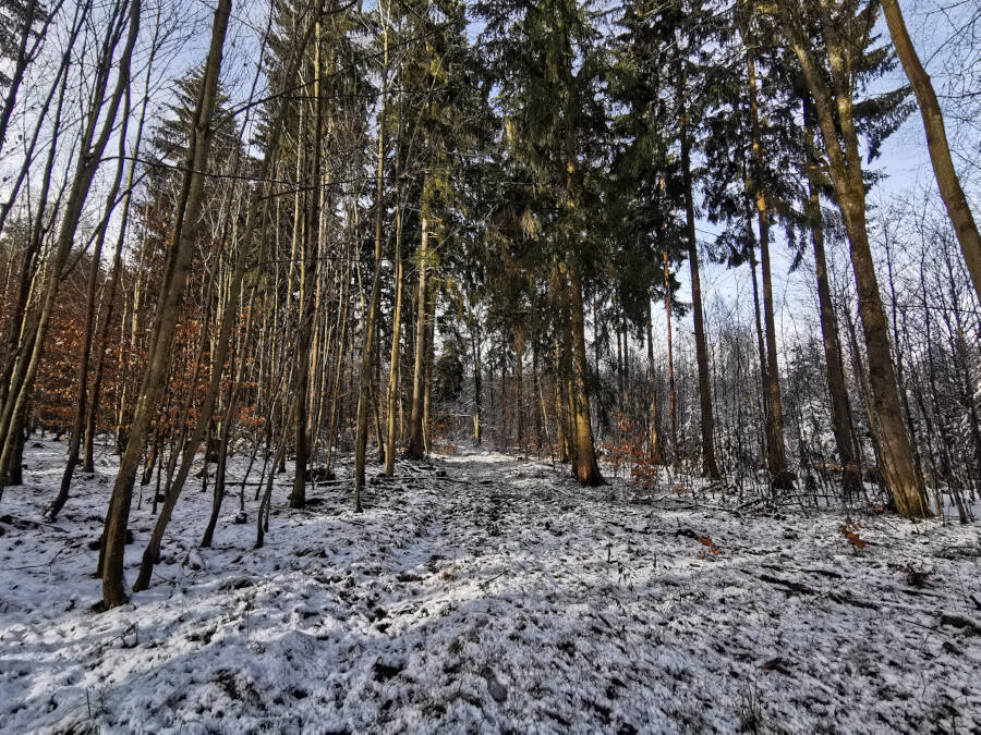 Tauwetter im Wald