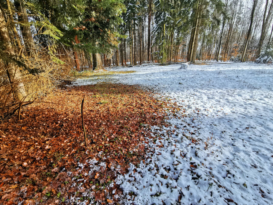 Tauwetter im Wald