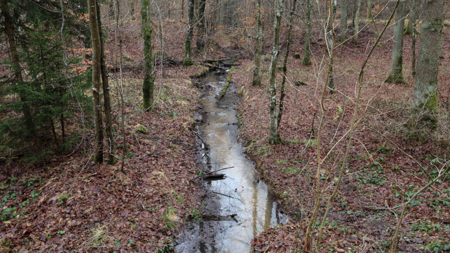 Ein Wald bei Stuttgart